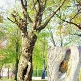 江西九江風景樹成了垃圾桶