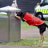 狗狗對(duì)不銹鋼垃圾桶的誘惑